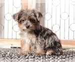 Small #3 YorkiePoo