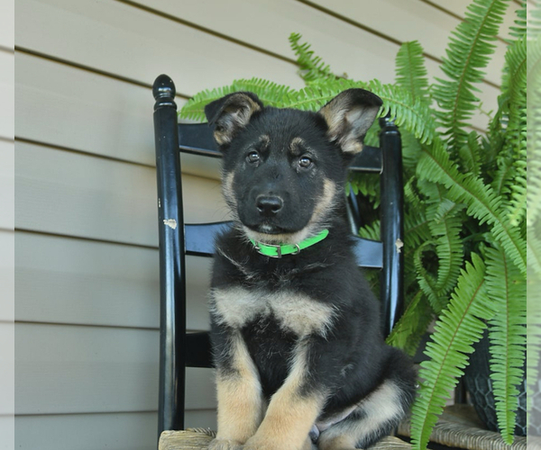 Medium Photo #18 German Shepherd Dog Puppy For Sale in DAVENPORT, FL, USA