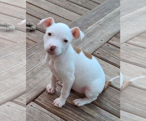American Pit Bull Terrier-Unknown Mix Dogs for adoption in Des Moines, IA, USA