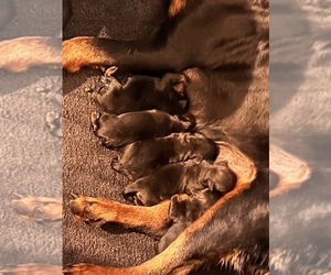 Rottweiler Puppy for sale in WALLINGFORD, CT, USA