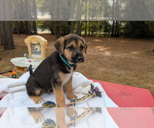 German Shepherd Dog-Unknown Mix Dogs for adoption in The Woodlands, TX, USA