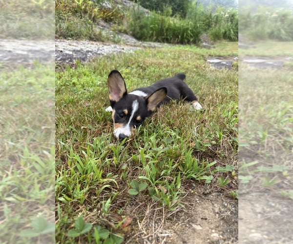 Medium Photo #17 Pembroke Welsh Corgi Puppy For Sale in PERKINSVILLE, VT, USA