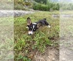 Small #16 Pembroke Welsh Corgi