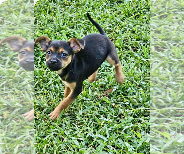 Medium Photo #2 Jack Russell Terrier-Unknown Mix Puppy For Sale in Tampa, FL, USA