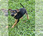 Small #1 Jack Russell Terrier Mix