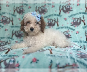 Goldendoodle (Miniature) Puppy for sale in LAKELAND, FL, USA