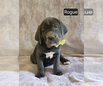 Puppy Rogue Cane Corso