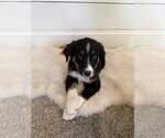 Small #1 Border Collie Mix