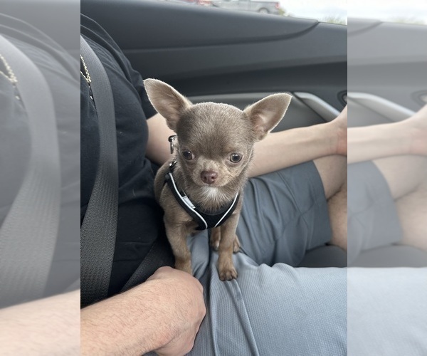 Medium Photo #1 Chihuahua Puppy For Sale in SAN ANTONIO, TX, USA