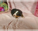 Small Photo #30 Bernedoodle Puppy For Sale in COLORADO SPRINGS, CO, USA