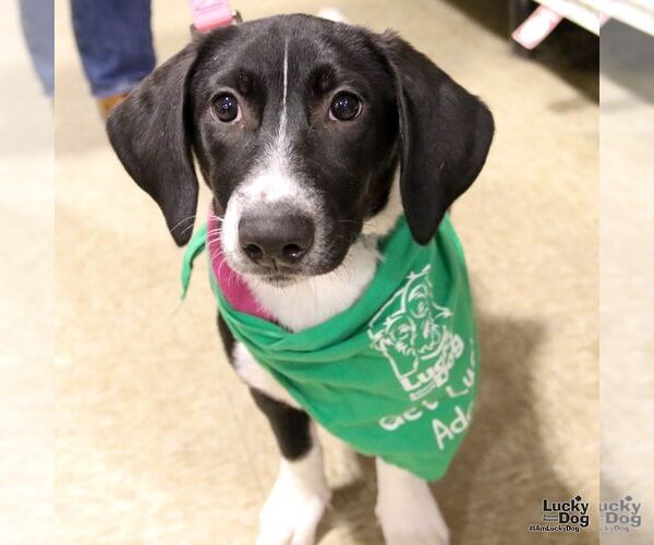 Medium Photo #2 Basset Hound-Unknown Mix Puppy For Sale in Washington, DC, USA