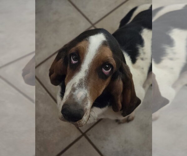 Medium Photo #3 Basset Hound Puppy For Sale in Petaluma, CA, USA