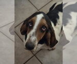 Small #2 Basset Hound