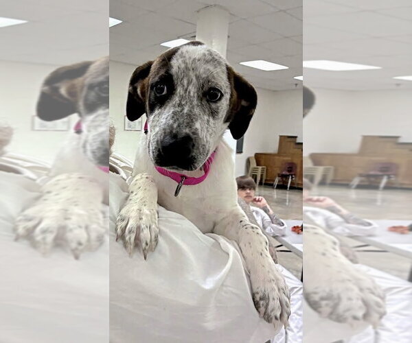 Medium Photo #3 Catahoula Leopard Dog-Pointer Mix Puppy For Sale in Alexander, AR, USA