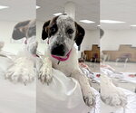 Small #2 Catahoula Leopard Dog-Pointer Mix