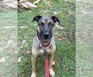 German Shepherd Dog-Unknown Mix Dogs for adoption in Brewster, NY, USA