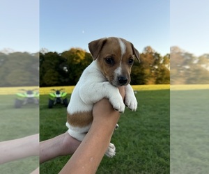 Jack Russell Terrier Puppy for sale in BROOKVILLE, IN, USA