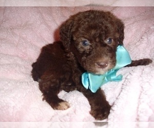 Schnoodle (Miniature) Puppy for sale in JACKSON, MS, USA