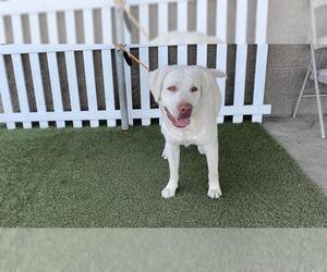 Labrador Retriever Dogs for adoption in Modesto, CA, USA