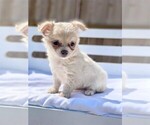 Chihuahuas - Female Chihuahua Puppy for Sale - Photo #14