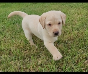 Labrador Retriever Litter for sale in KIMBALL, MN, USA