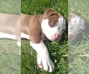 American Pit Bull Terrier Puppy for sale in RUSHVILLE, IN, USA