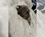 Puppy Puppy 2 French Bulldog