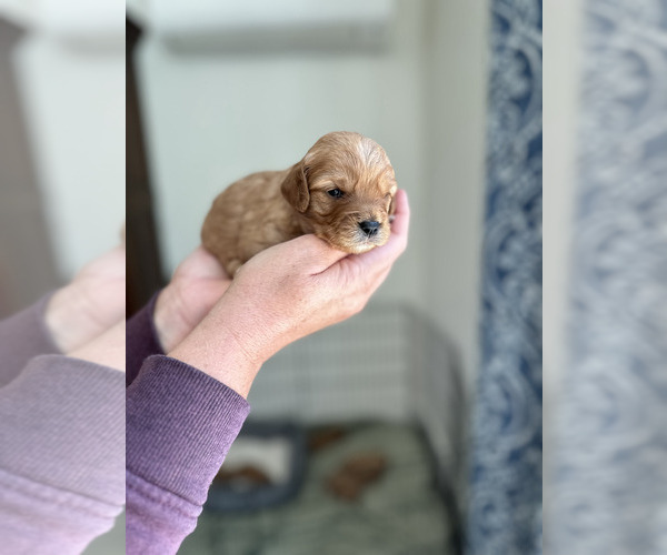 Medium Photo #1 Cavapoo Puppy For Sale in SANDPOINT, ID, USA