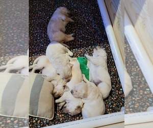 English Cream Golden Retriever Puppy for sale in GAFFNEY, SC, USA