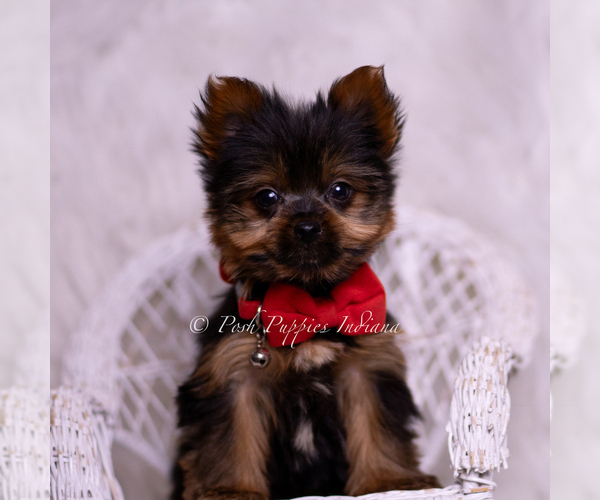Medium Photo #5 Yorkshire Terrier Puppy For Sale in WARSAW, IN, USA