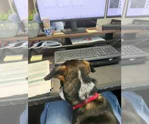 Dante - Male Doxle Dog for Adoption - Photo #13