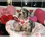 Small Photo #2 English Bulldog Puppy For Sale in LEHIGH ACRES, FL, USA