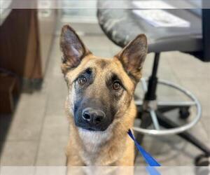 German Shepherd Dog-Unknown Mix Dogs for adoption in Fort Collins, CO, USA