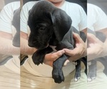 Small #5 Great Dane