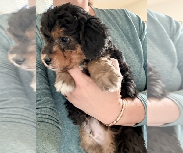 Medium Photo #1 Aussiedoodle Miniature  Puppy For Sale in SCOTTSDALE, AZ, USA