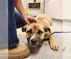 Mountain Cur Dogs for adoption in columbia, SC, USA
