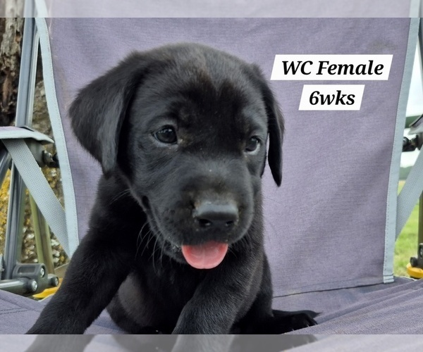 Medium Photo #76 Labrador Retriever Puppy For Sale in EDGEWOOD, TX, USA