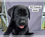 Small Photo #76 Labrador Retriever Puppy For Sale in EDGEWOOD, TX, USA