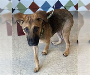 German Shepherd Dog-Unknown Mix Dogs for adoption in Plano, TX, USA