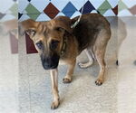 Small German Shepherd Dog Mix