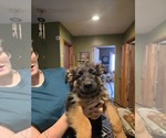 Small Photo #218 German Shepherd Dog Puppy For Sale in LA FAYETTE, NY, USA