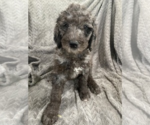 Goldendoodle Litter for sale in CENTURIA, WI, USA