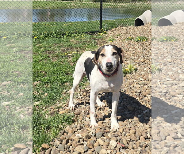 Medium Photo #2 Mutt Puppy For Sale in Oskaloosa, IA, USA