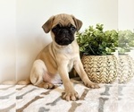 Image preview for Ad Listing. Nickname: Ollie