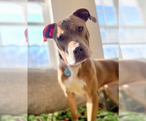 Mutt Dogs for adoption in Rockaway, NJ, USA