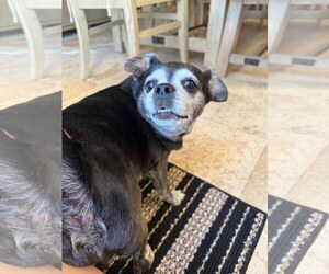 Bentley - Male Chug Dog for Adoption - Photo #4