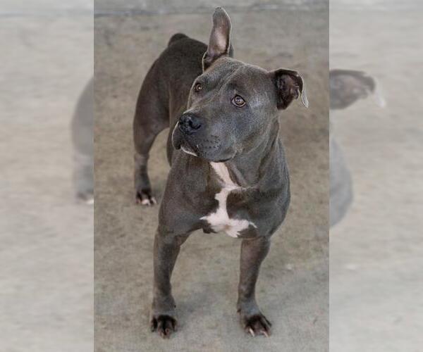 Medium Photo #2 Staffordshire Bull Terrier Puppy For Sale in Baytown, TX, USA
