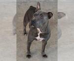 Small #1 Staffordshire Bull Terrier