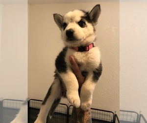 Siberian Husky Puppy for sale in SAN YSIDRO, CA, USA