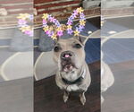 Small #27 American Pit Bull Terrier-American Staffordshire Terrier Mix